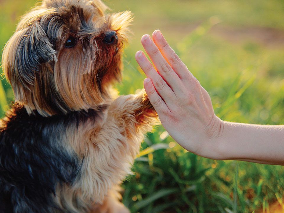 dog hand paw with owner