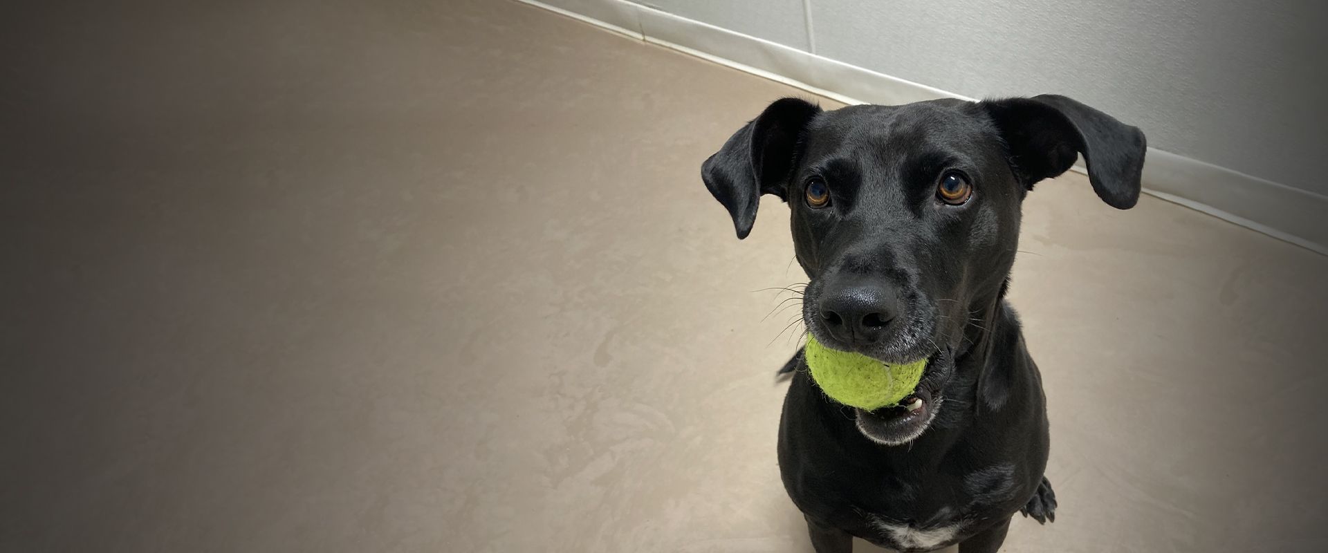 black dog with a tennis ball in his mouth at woof pet resort